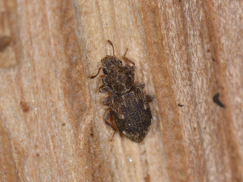 Coxelus pictus - Zopheridae